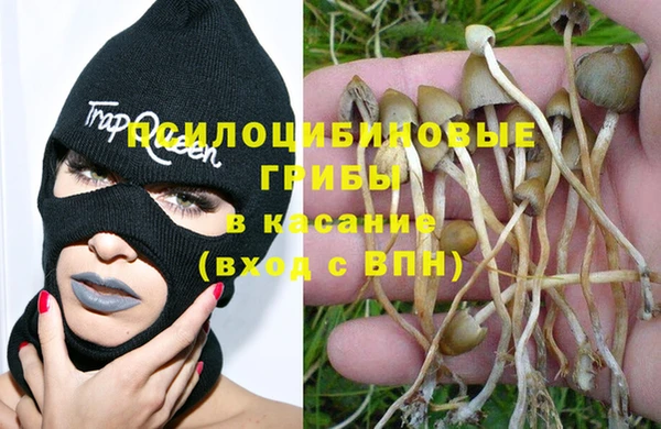 PSILOCYBIN Аркадак